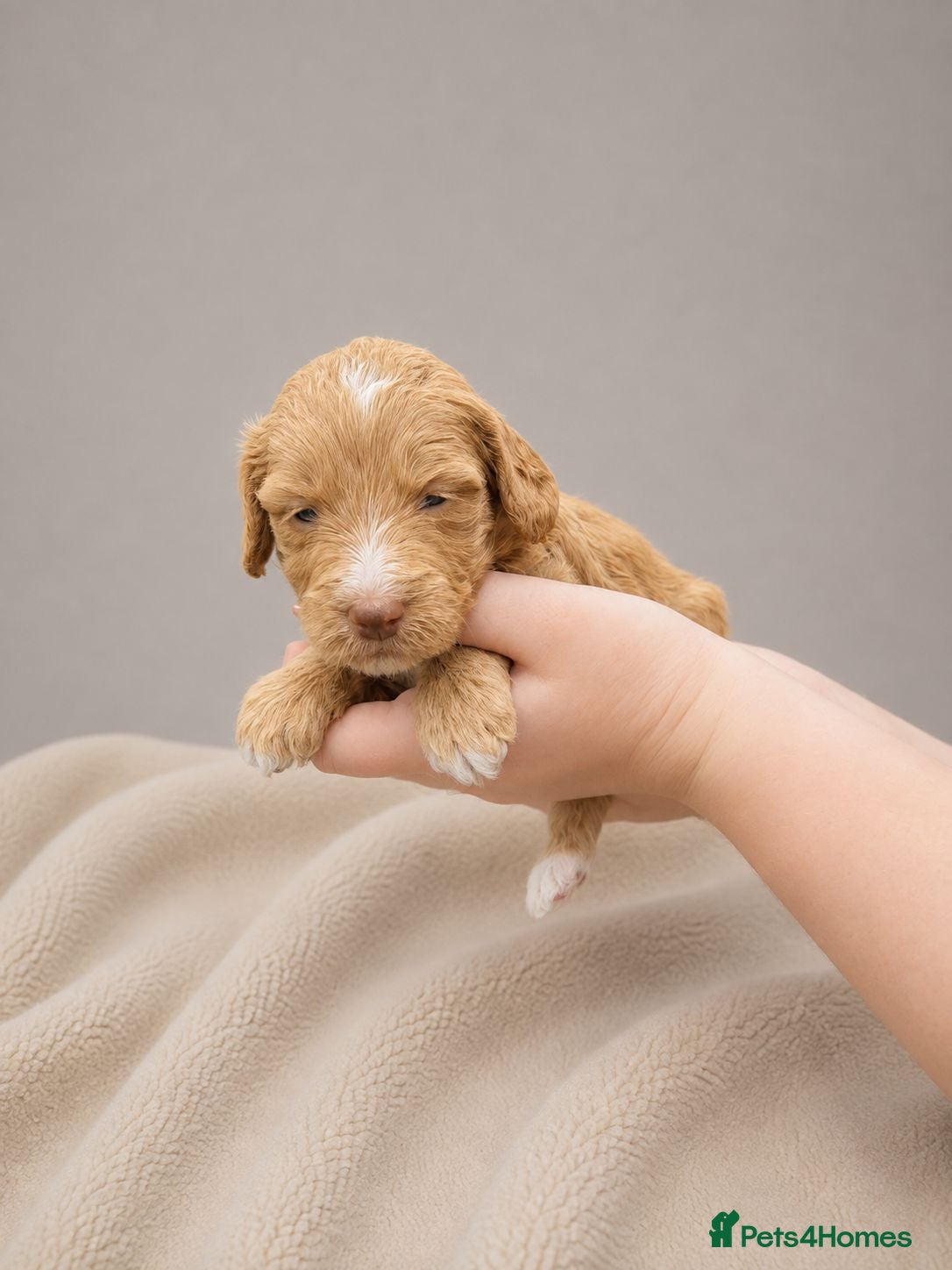Cockapoo dogs Merles Apricots Parti Most loved Cockapoo Puppies - Advert 2