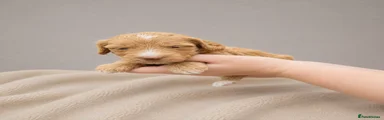 Cockapoo 6