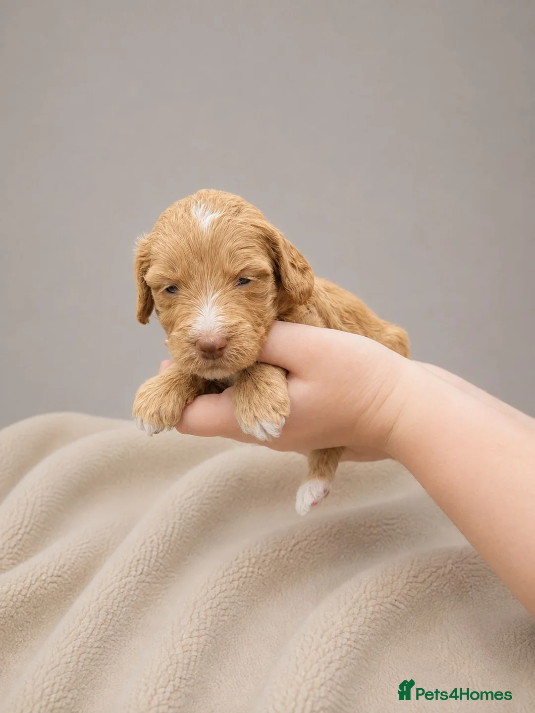 Cockapoo dogs for sale: Merles Apricots Parti Most loved Cockapoo Puppies - Advert 2