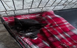 Mixed Breed cats for sale: 6 mixed breed kittens - Image 7