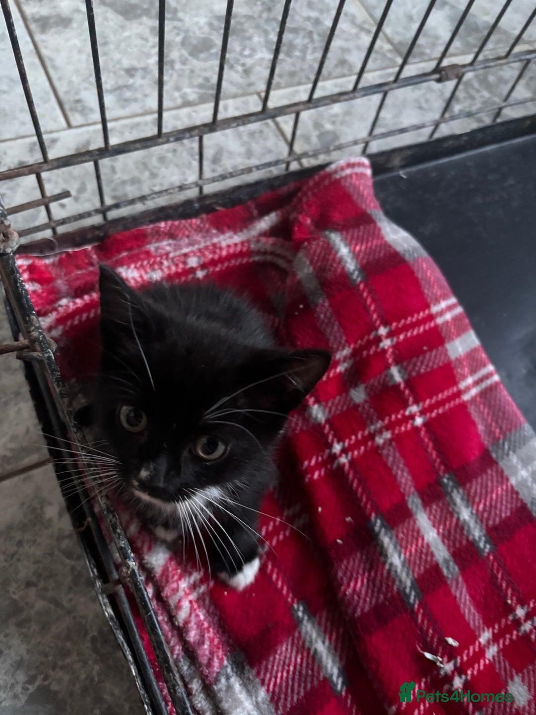 Mixed Breed cats for sale: 6 mixed breed kittens - Image 7