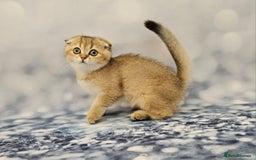 Scottish Fold cats for sale: Excellent Scottish fold kittens  - Image 16