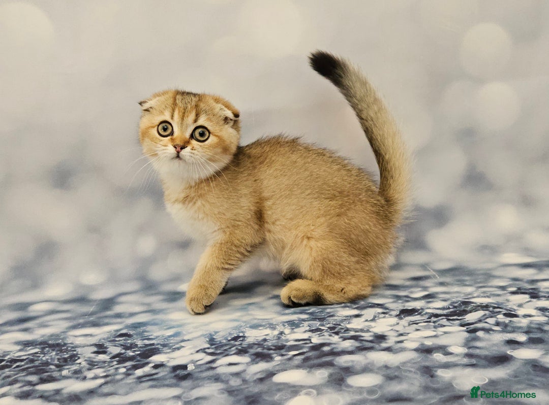 Scottish Fold cats for sale: Excellent Scottish fold kittens  - Image 16