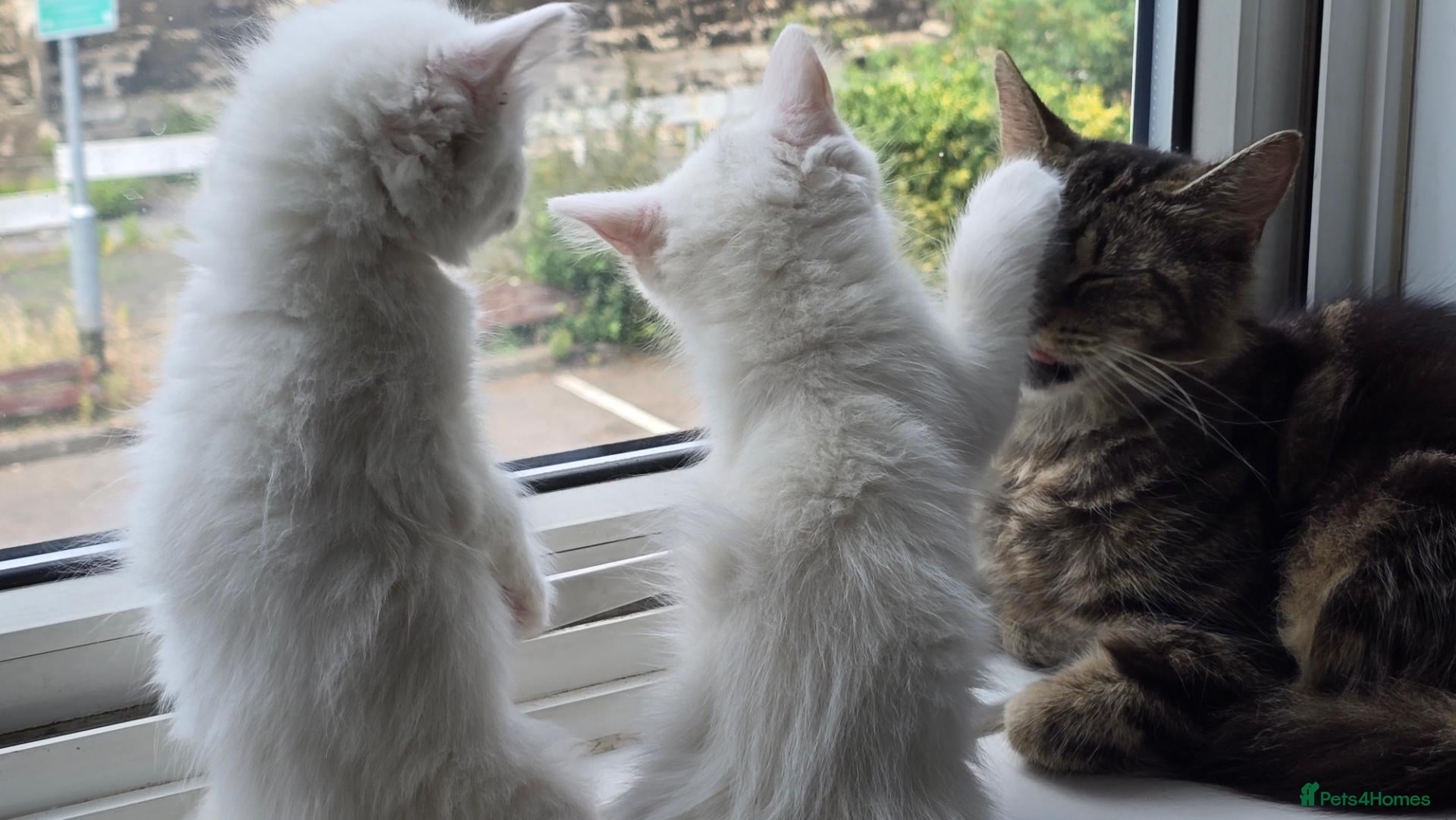 Maine Coon cats Two sassy females needing a home  - Advert 8