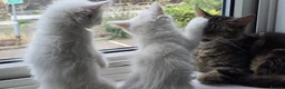 Maine Coon cats for sale: Two sassy females needing a home  - Advert 1