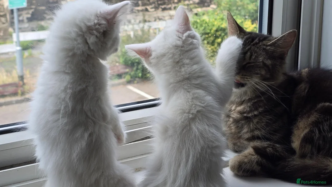Maine Coon cats for sale: Two sassy females needing a home  - Advert 1