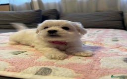 Maltese dogs for sale: Maltese puppies - Image 7
