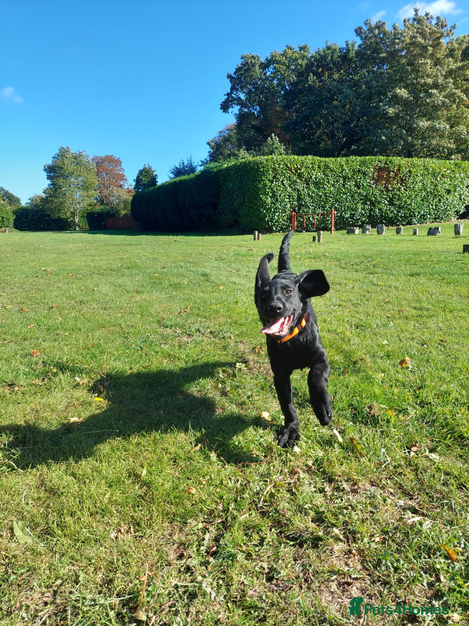 Springador dogs Springador 4 months old pup  £650 - Advert 7
