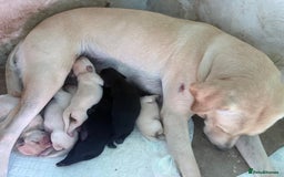 Labrador Retriever dogs for sale: Labrador puppies - Image 10
