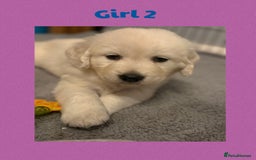 Golden Retriever dogs for sale: Golden retriever puppys - Image 4