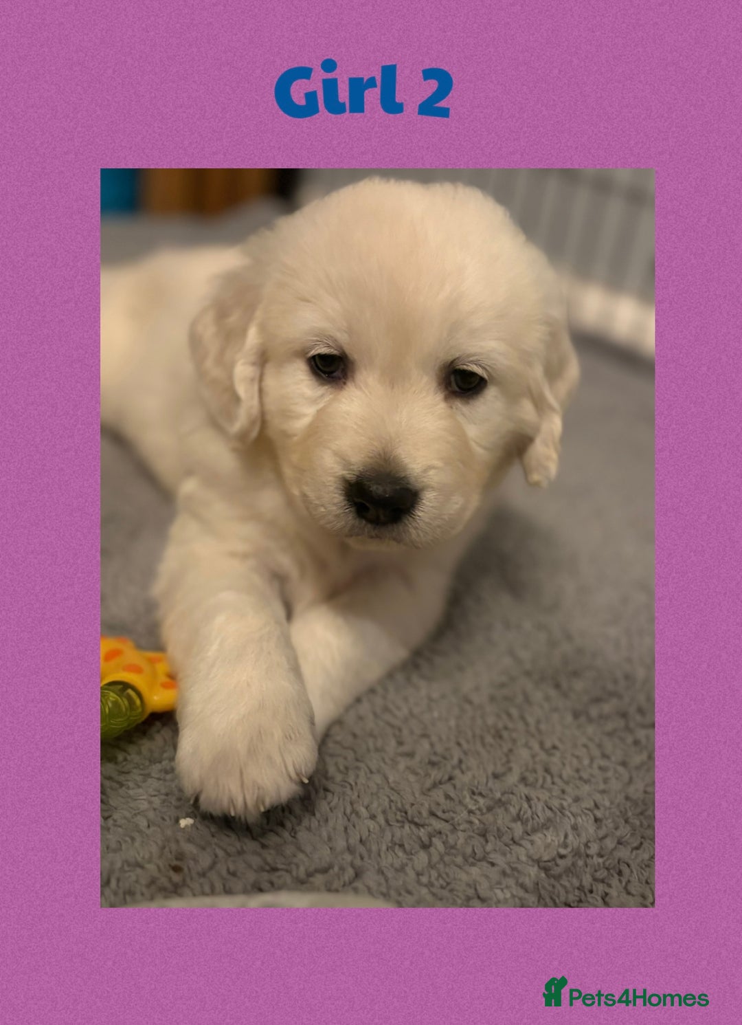 Golden Retriever dogs for sale: Golden retriever puppys - Image 4