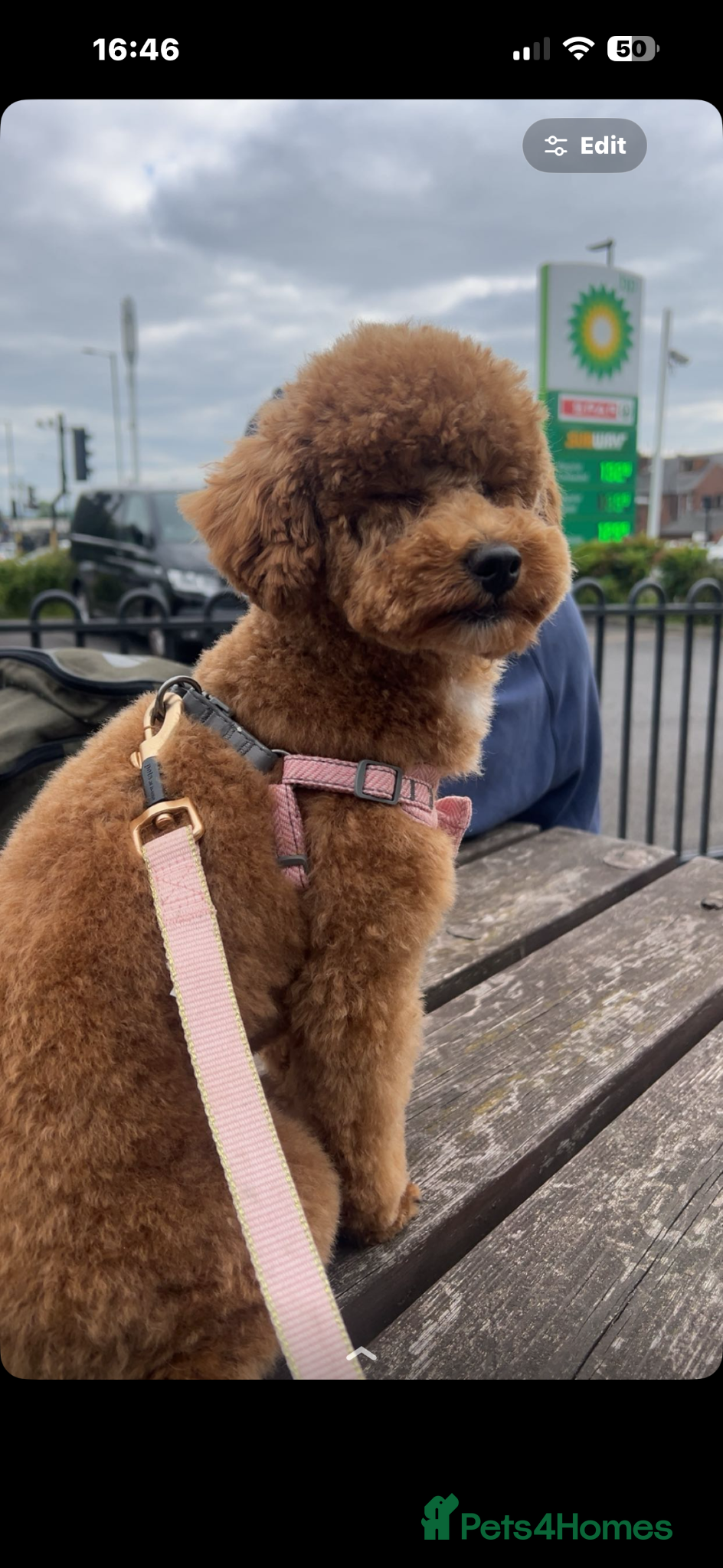 Toy Poodle dogs for sale: KC registered toy poodle puppies  - Advert 2