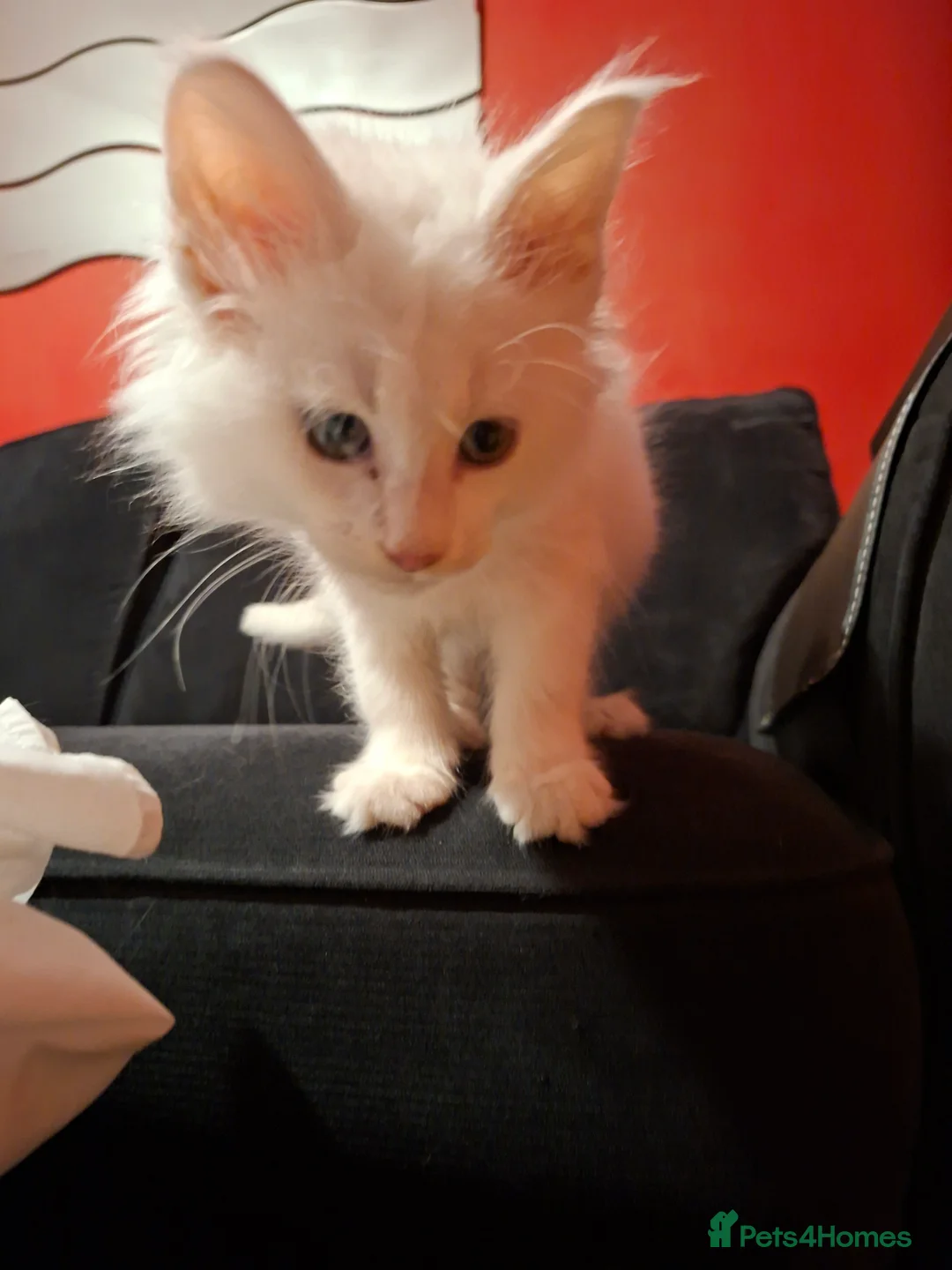 Maine Coon cats for sale: White Maine Coon boy left in Manchester - Advert 5