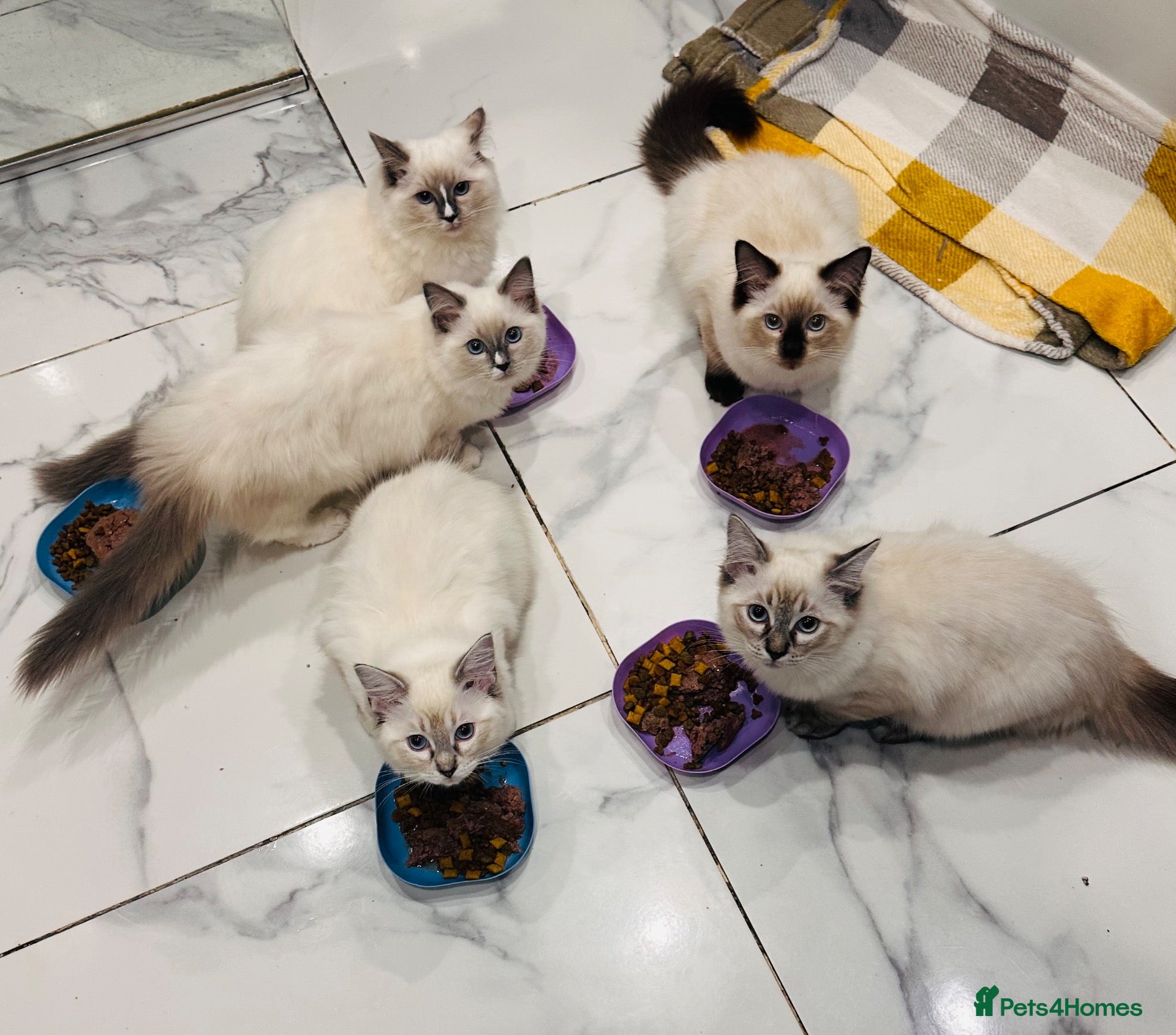 Ragdoll cats 🩷Ready to leave NOW GCCF Registered kittens 😻😻 - Advert 4