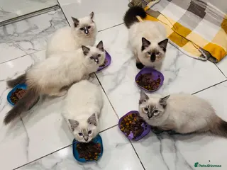 Ragdoll cats 🩷Ready to leave NOW GCCF Registered kittens 😻😻 - Advert 4