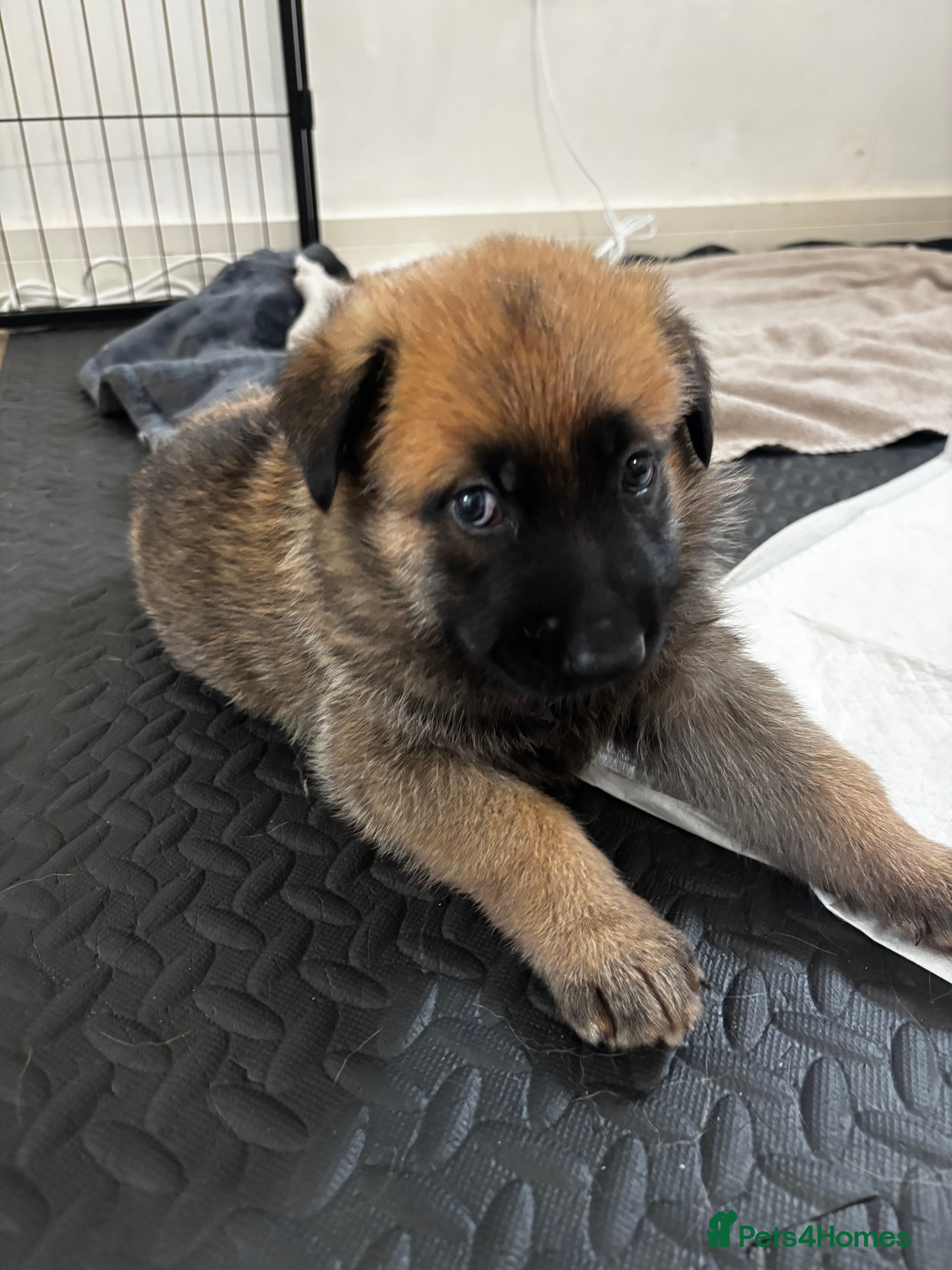 Mixed Breed dogs Malinois x GSD Puppies | Health Checked - Advert 2