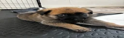 Mixed Breed dogs for sale: Malinois x GSD Puppies ONLY 2 Males Ready To Leave - Advert 31