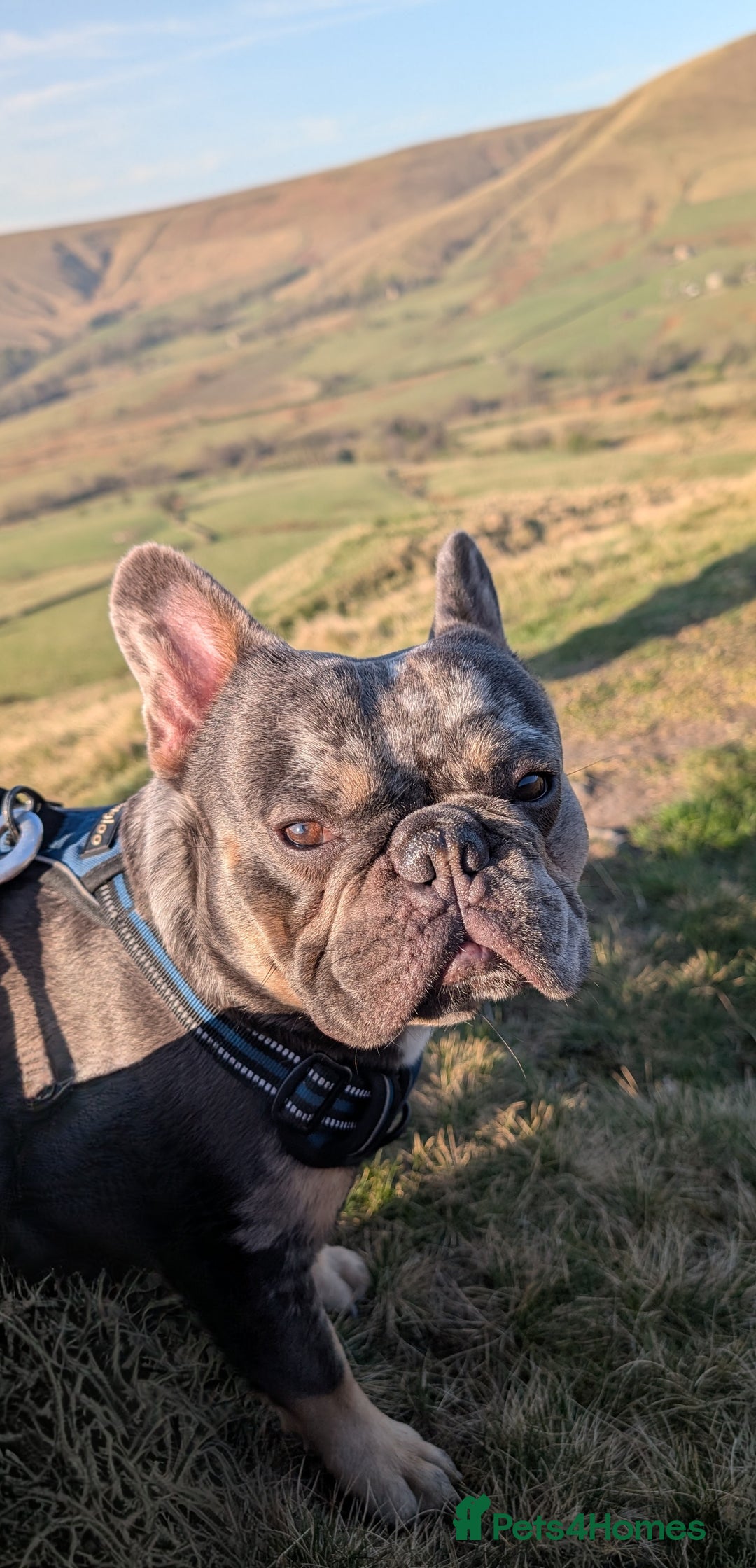 French Bulldog dogs for stud: Studding - Image 3