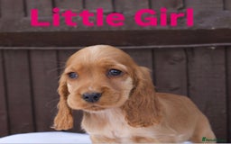 Cocker Spaniel dogs for sale: Exceptional litter of show type cocker spaniels - Image 5