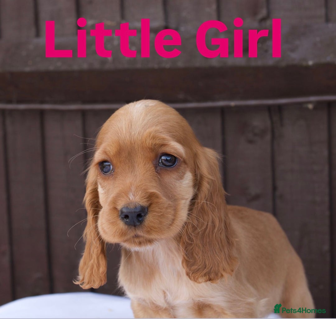 Cocker Spaniel dogs for sale: Exceptional litter of show type cocker spaniels - Image 5