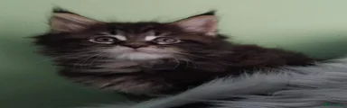 Maine Coon 2