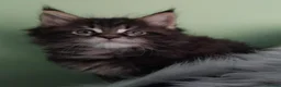 Maine Coon cats for sale: GCCF REGISTERED MAINE COON KITTENS FOR SALE  - Advert 26