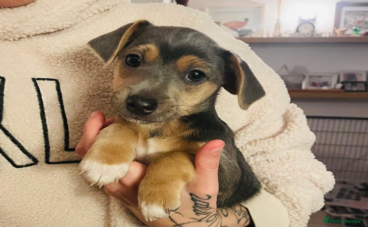 Jack Russell dogs - Advert 2