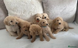 Standard Poodle dogs for sale: Stunning KC Standard Poodle Puppies for sale - Image 2