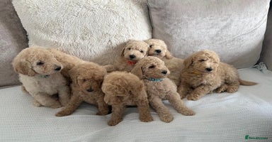 Standard Poodle dogs - Advert 5
