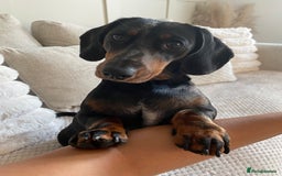 Dachshund dogs for sale: Daschund  - Image 14