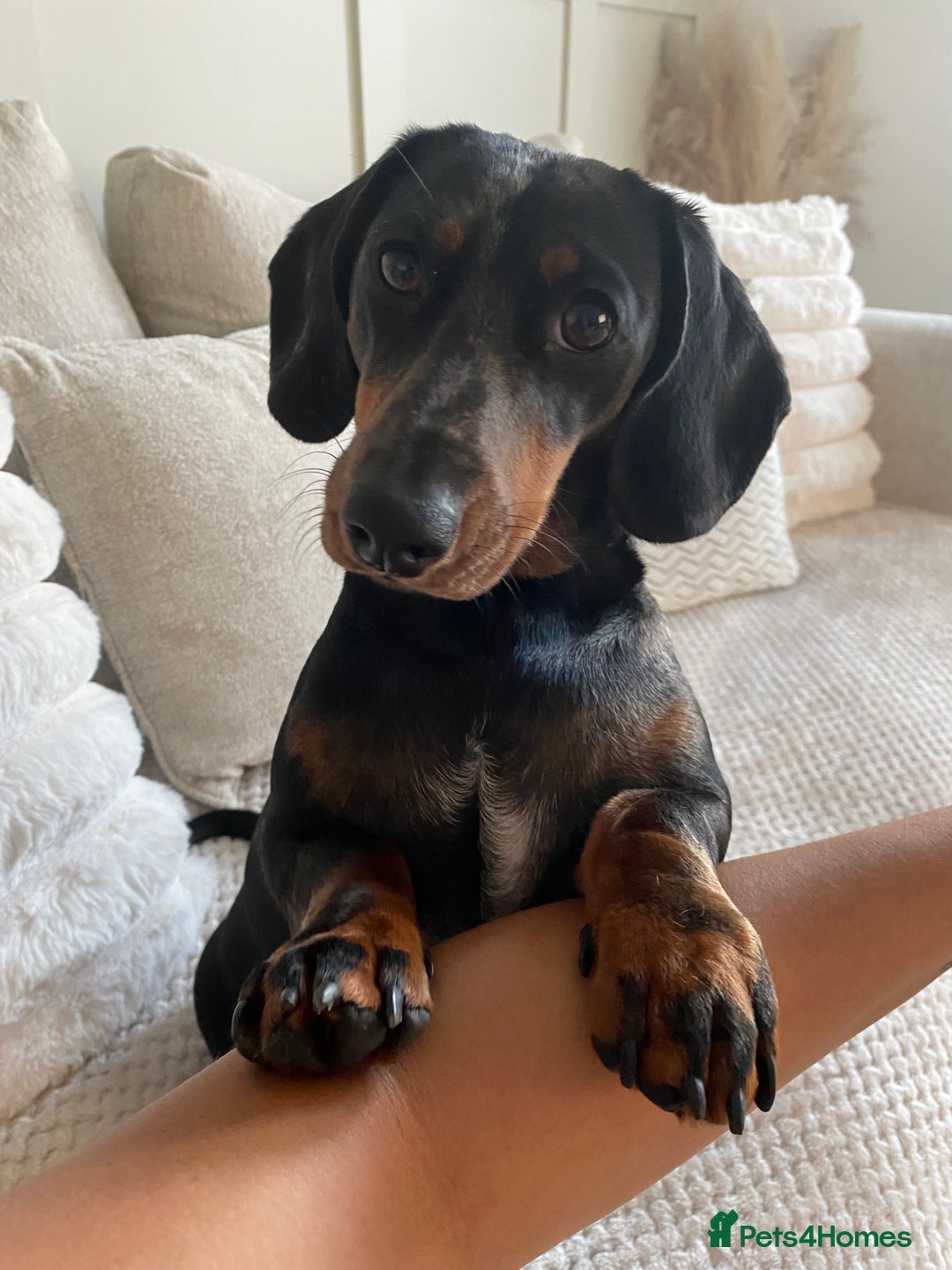 Dachshund dogs for sale: Daschund  - Image 14