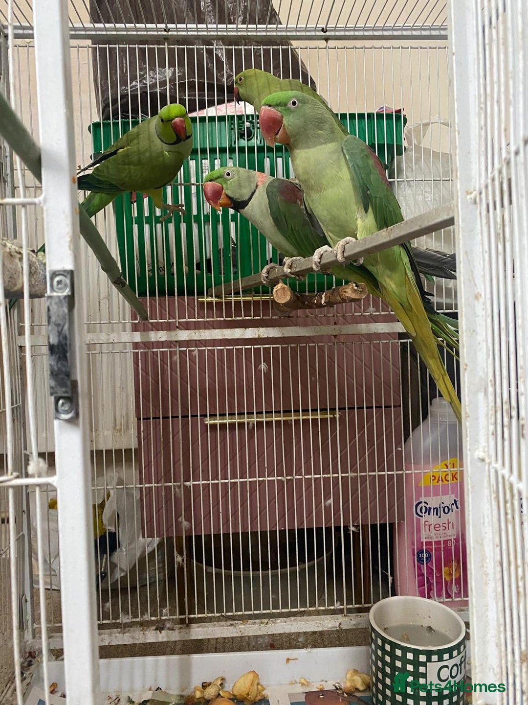 Parrots birds for sale: Alexandra parrots  - Advert 3