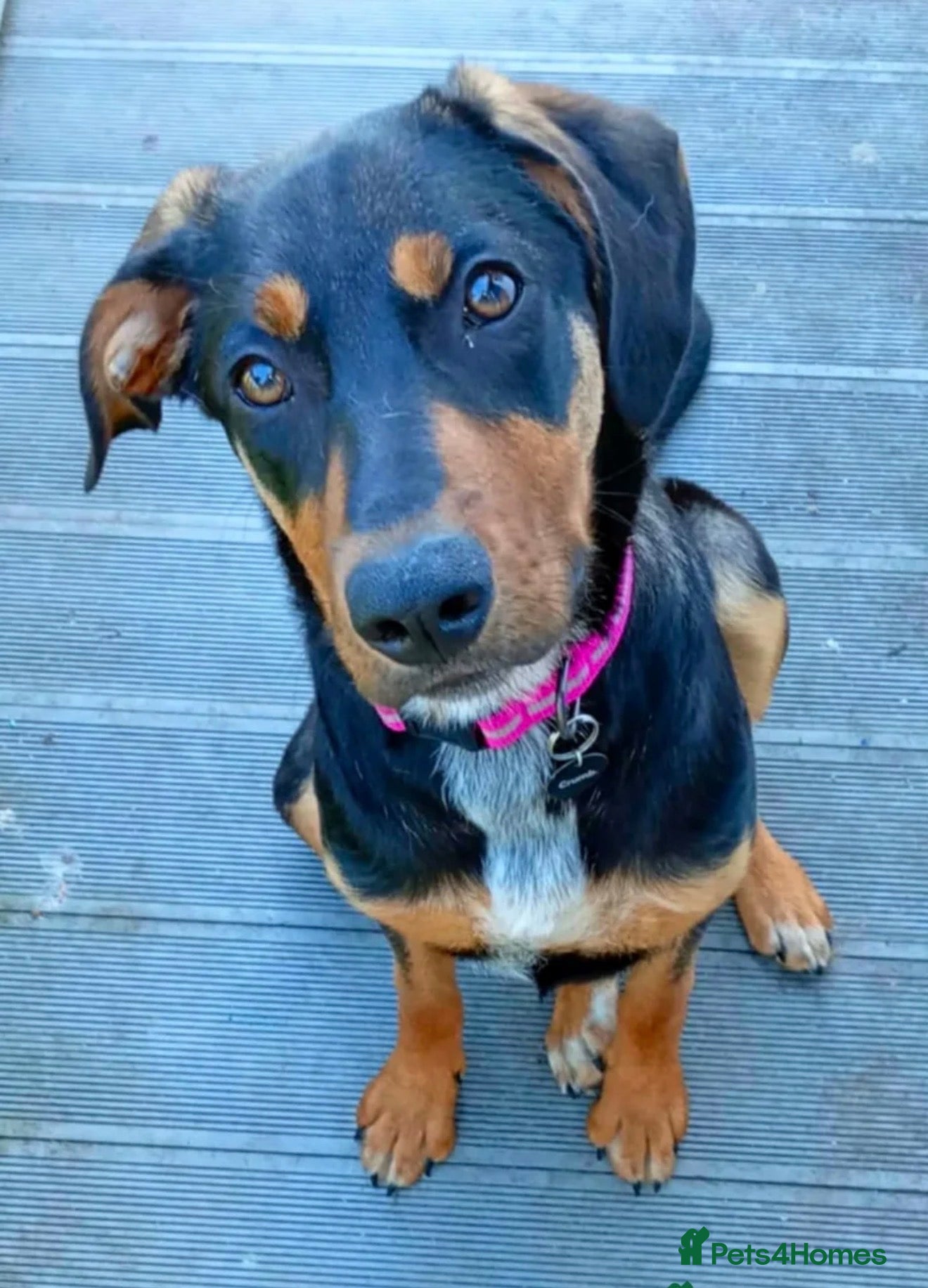 Mixed Breed dogs for sale: 6 month old visla x looking for her forever home - Advert 3
