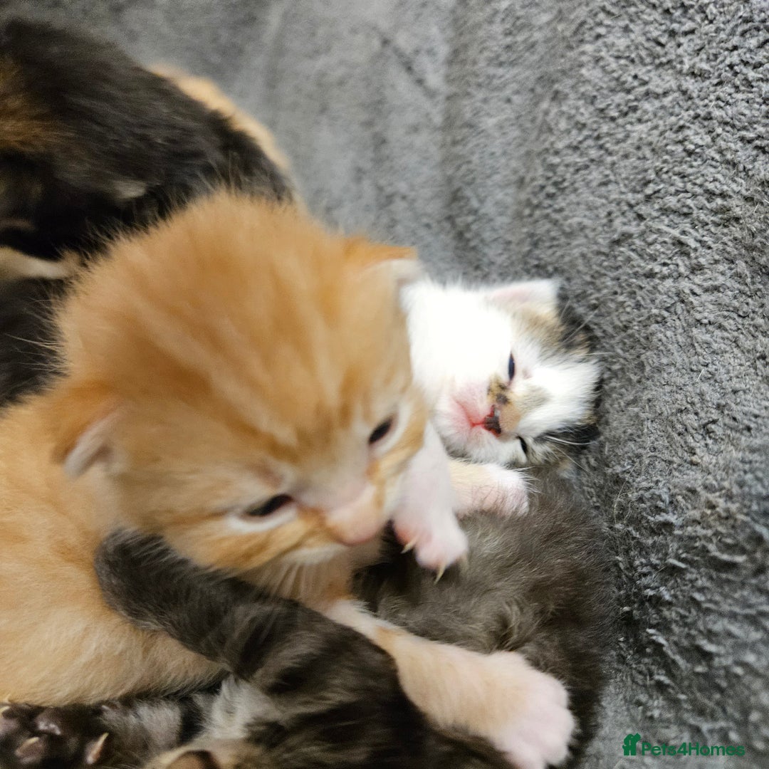 Mixed Breed cats for sale: GINGER GIRL AND TABBY BOY  - Image 15