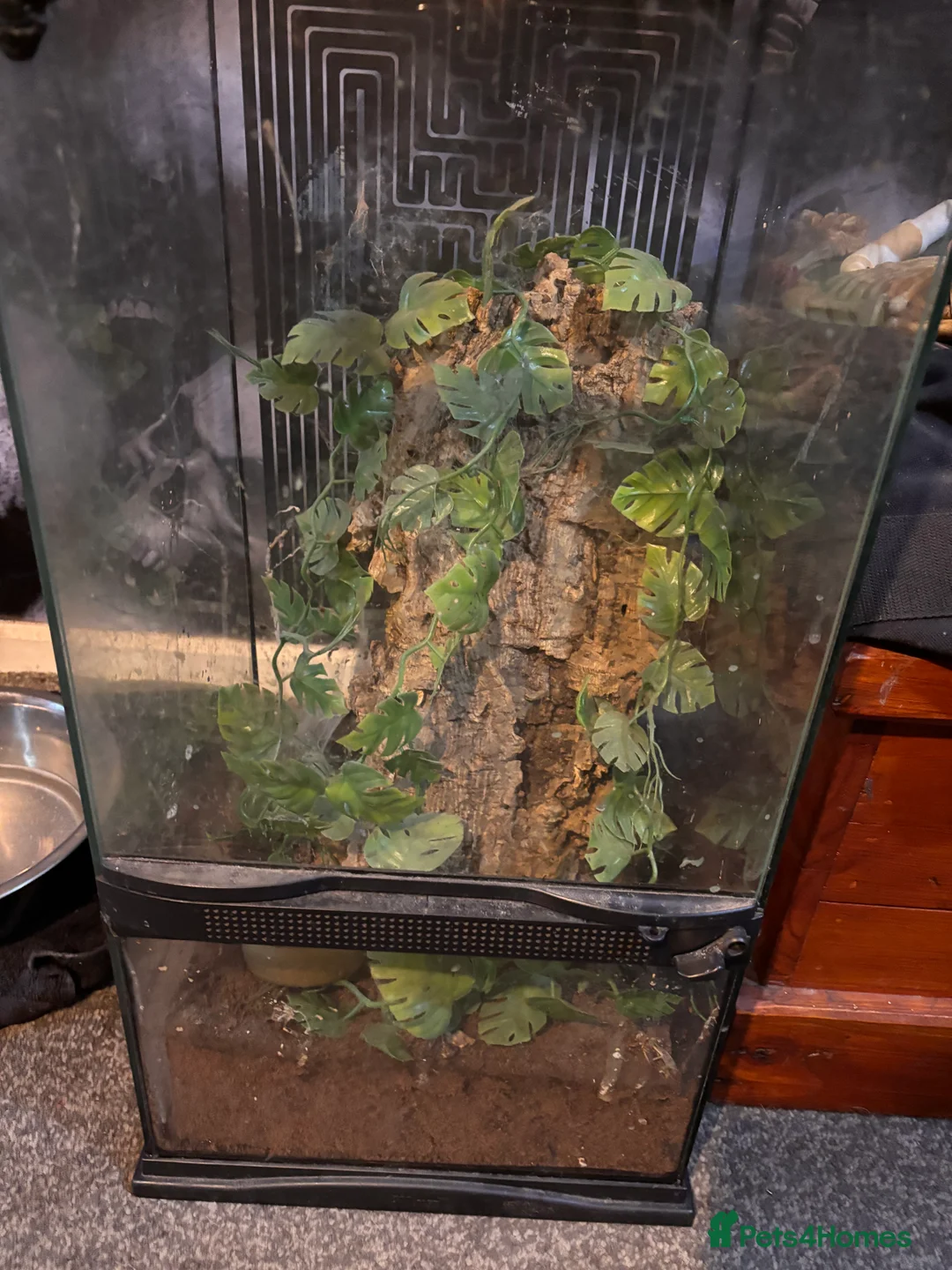 Tarantulas invertebrates for sale: Ornamental baboon tarantula  - Advert 2