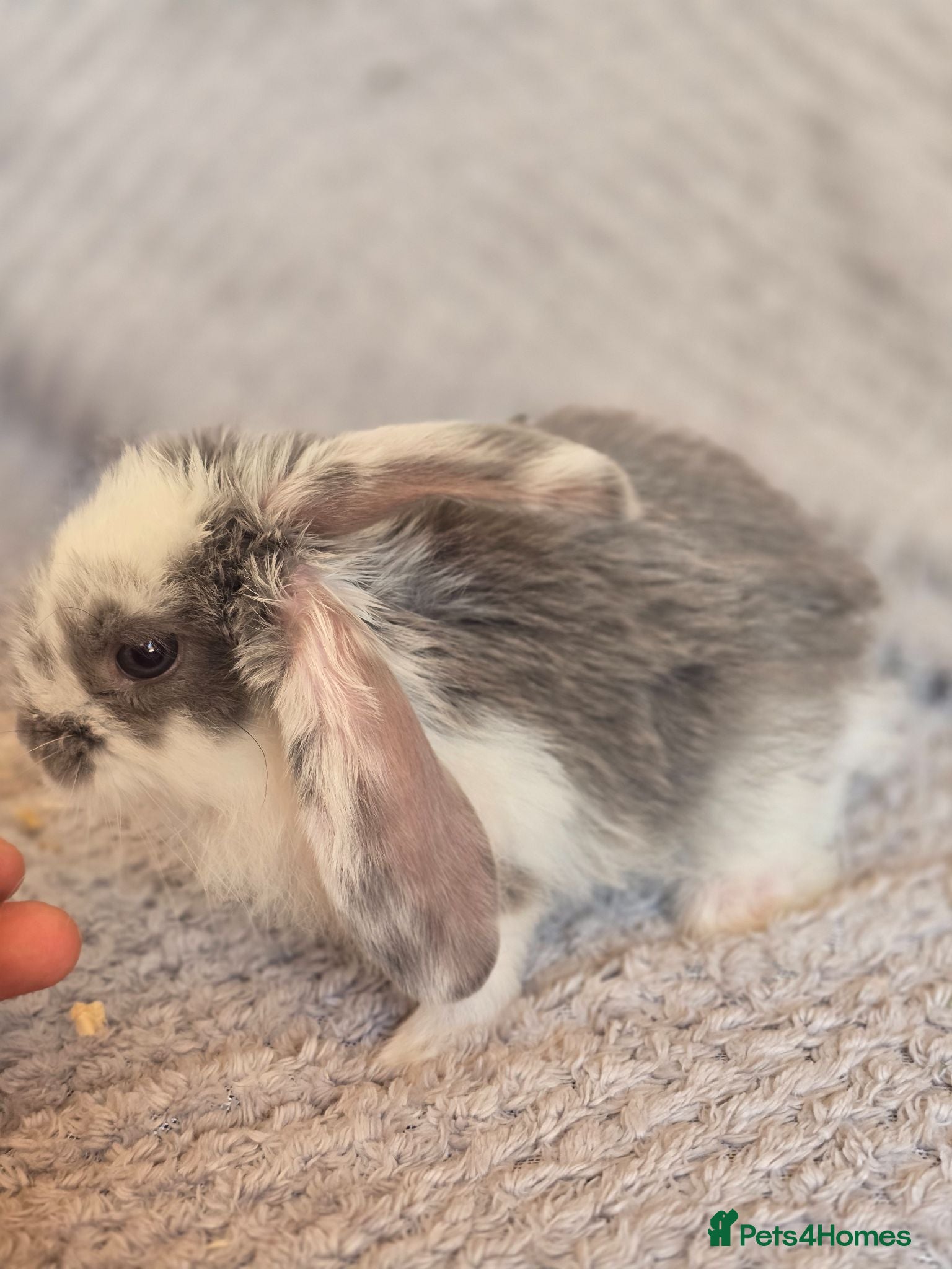 French Lop rabbits Pedigree Giant French Lop - Advert 2