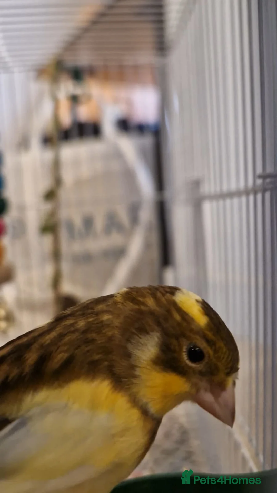 Canaries birds for sale:  Baby Canary for SALE in Lincoln - Advert 2