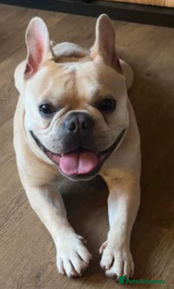 French Bulldog dogs Male french bulldog for stud  - Advert 8