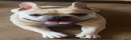 French Bulldog dogs for stud: Male french bulldog for stud  - Advert 1