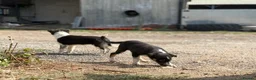 Border Collie dogs for sale: Pedigree border collie puppies  - Advert 5