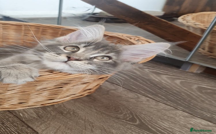 Maine Coon cats - Advert 4