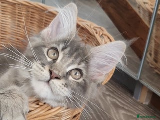 Maine Coon cats - Advert 8