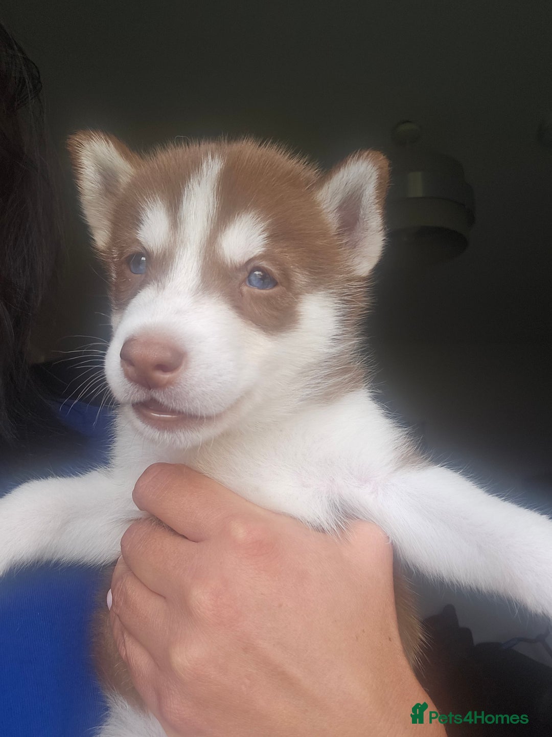 Siberian Husky dogs for sale: Gorgeous Litter of Husky Puppies - Image 4