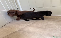 Doxiepoo dogs for sale: Daxi poos - Image 9