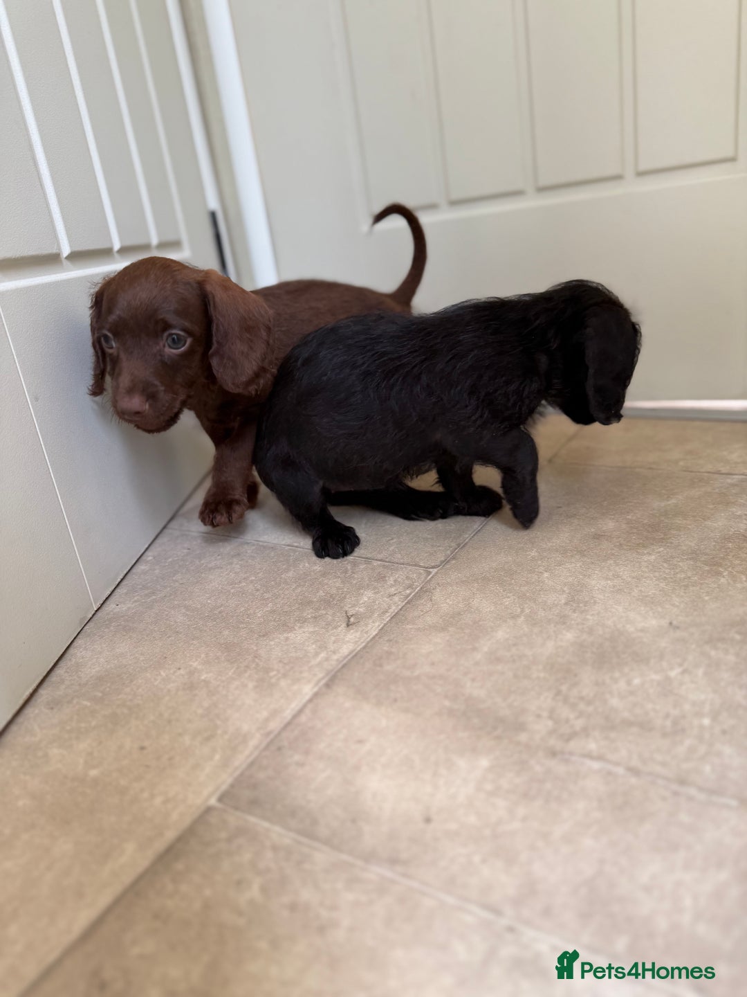 Doxiepoo dogs for sale: Daxi poos - Image 9