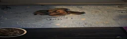 Chihuahua dogs for sale: Quality KC registered puppies  in Chatham - Advert 3