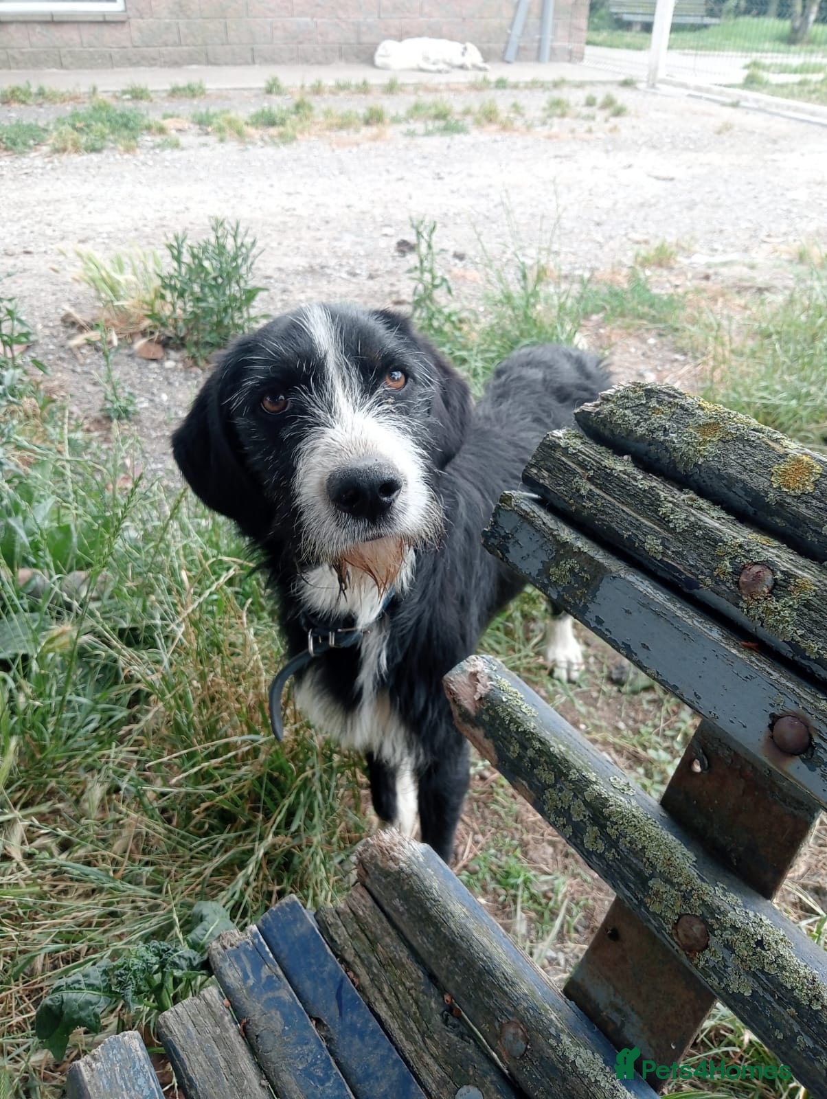 Mixed Breed dogs for adoption: Dracaris in Alfreton - Advert 2