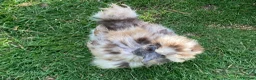 Chickens poultry for sale: Bearded Silkie Hatching Eggs - Advert 11