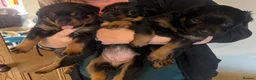 Rottweiler dogs for sale: Health tested Rottweiler puppy’s for sale  - Advert 7