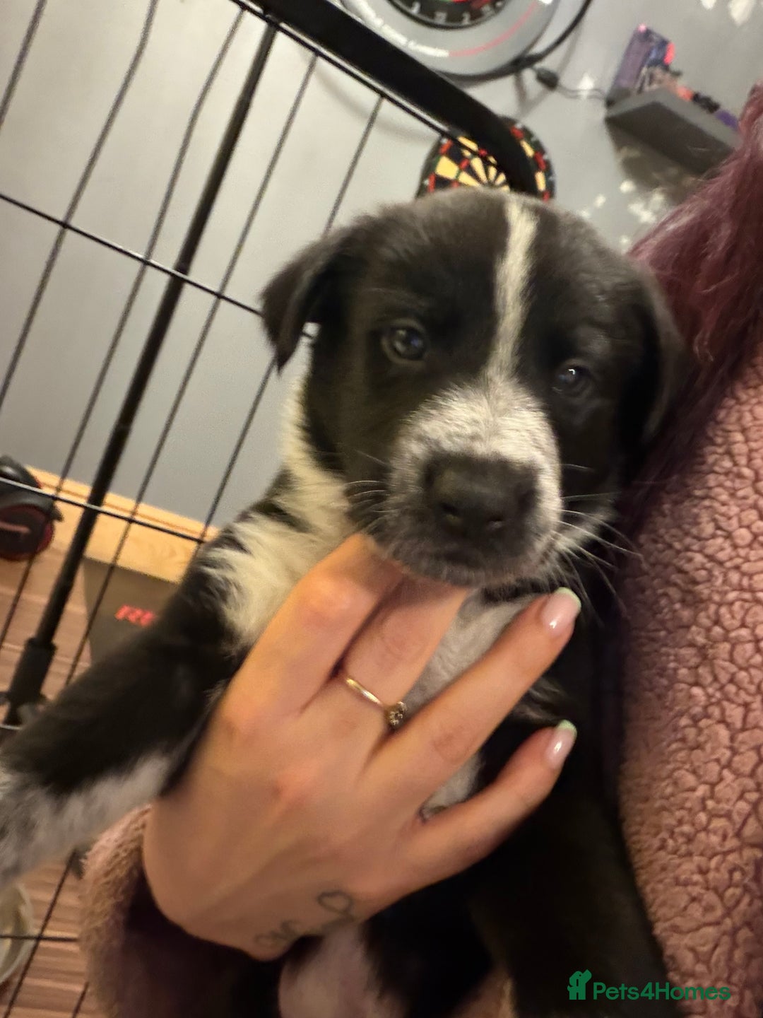 Mixed Breed dogs for sale: 8 beautiful pups for sale - Advert 3